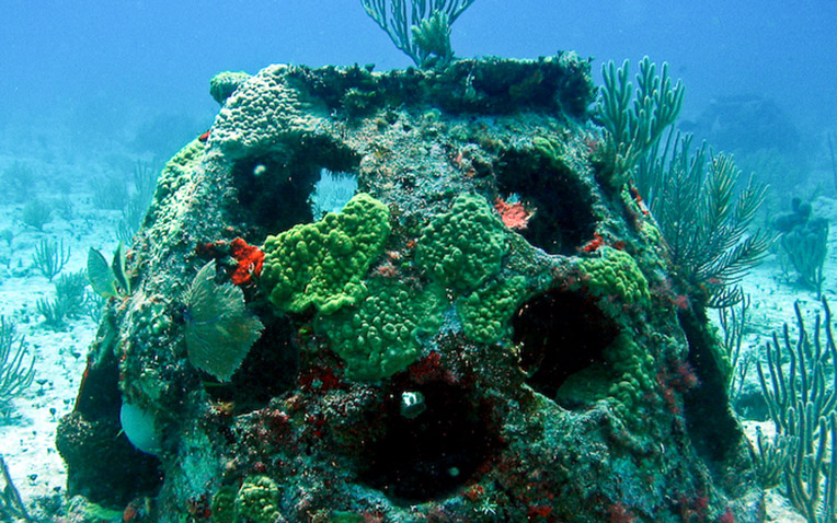 LIving Reef