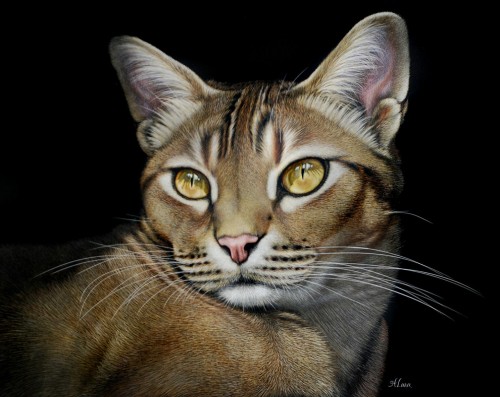 Pet Portrait