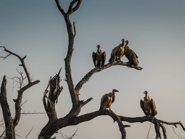 tibetan sky burial us