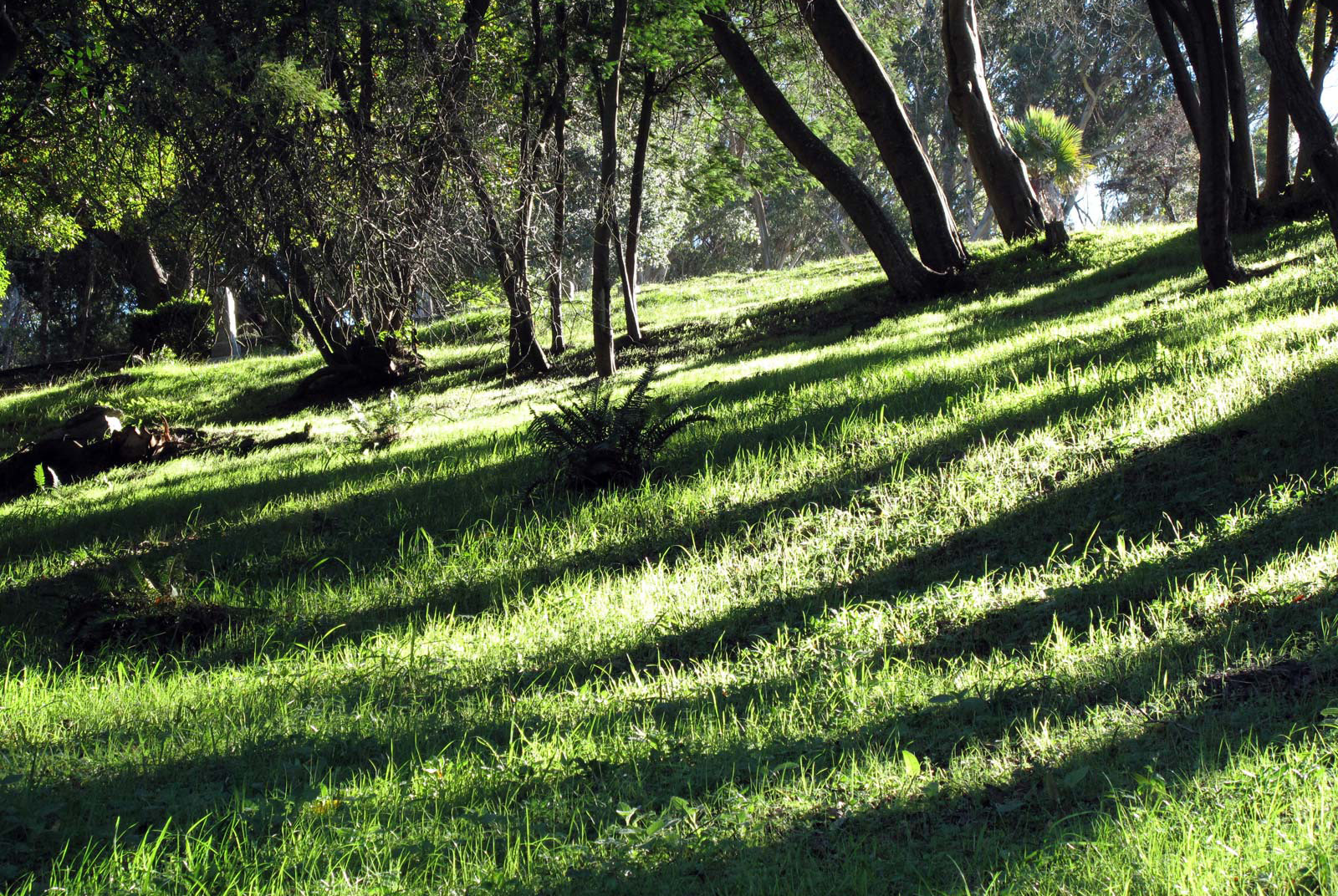 green cemetery