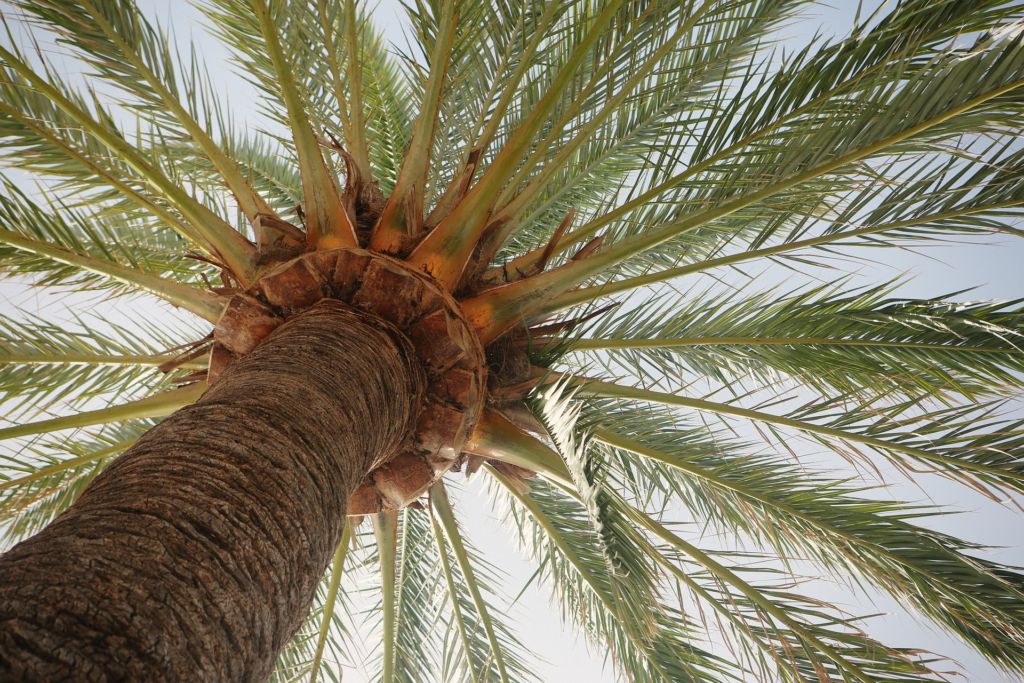 palm-tree-406995_1920