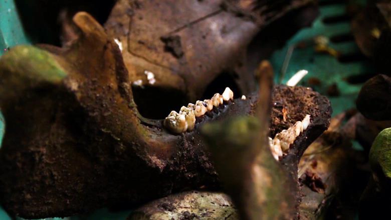Forensic Body Farms