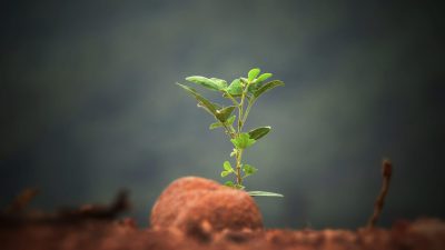 Green Burial Updates