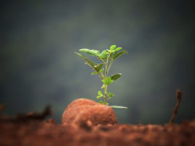 Green Burial Updates