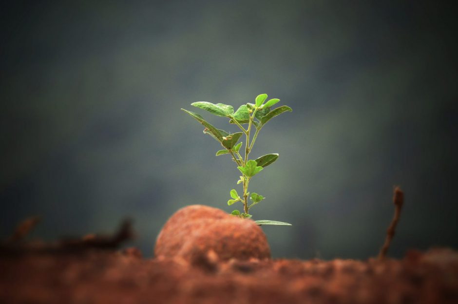 Green Burial Updates