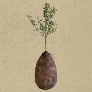 How to Become a Tree when you Die - Debunked