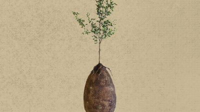 How to Become a Tree when you Die - Debunked