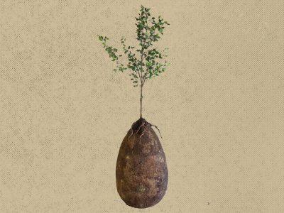 How to Become a Tree when you Die - Debunked