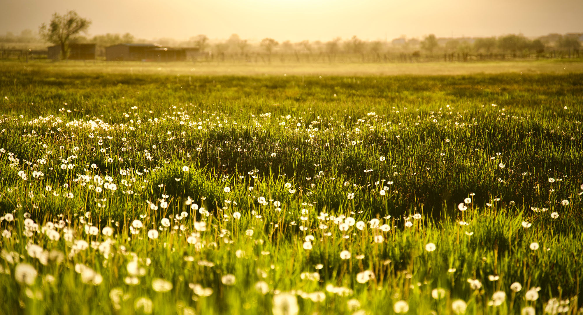 green burial updates