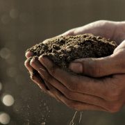 A pair of male hands holding compost that has turned into dirt