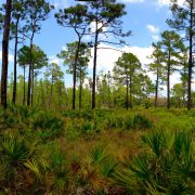 Panarama of Heartwood Pre burn (Large)