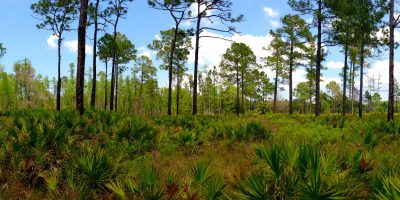 Panarama of Heartwood Pre burn (Large)