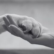 Meaningful Ways to Commemorate Your Pet