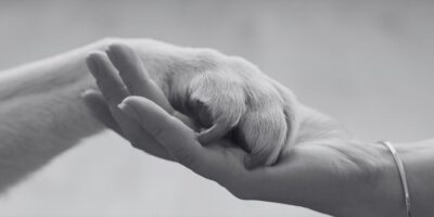 Meaningful Ways to Commemorate Your Pet