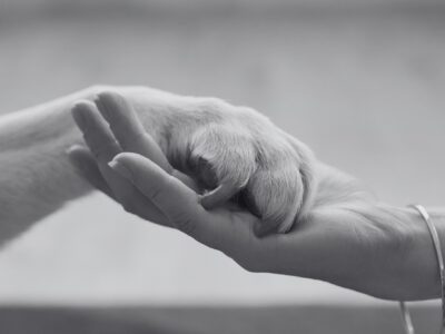 Meaningful Ways to Commemorate Your Pet