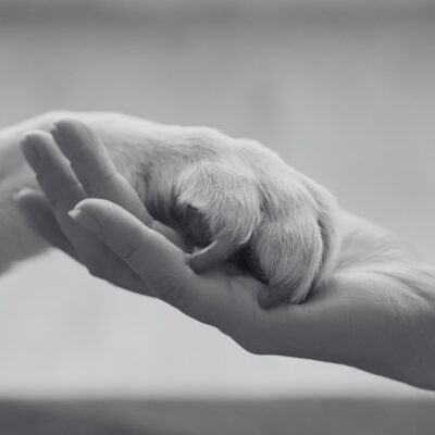 Meaningful Ways to Commemorate Your Pet