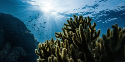 memorial reef deathcare