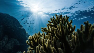 memorial reef deathcare