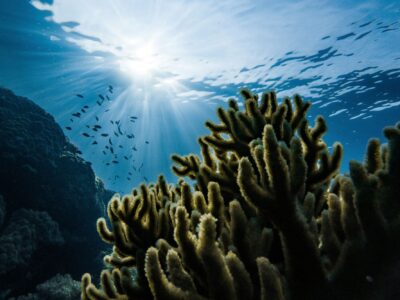 memorial reef deathcare